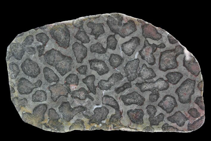 Polished Linella Avis Stromatolite - Million Years #92657